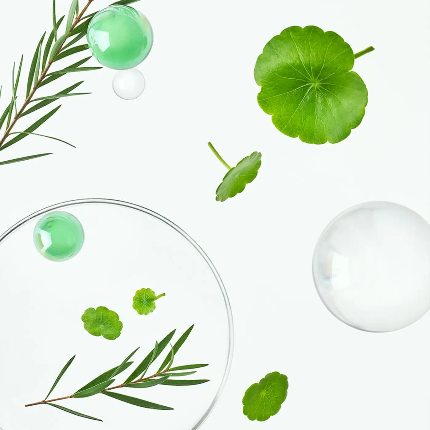 Hojas de té verde y centella sobre fondo claro
